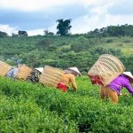 Penghasilan Rp20 Juta Sebulan! Cobain 3 Ide Bisnis di Desa Ini, Dijamin Betah. (Foto : Dok. Istimewa)