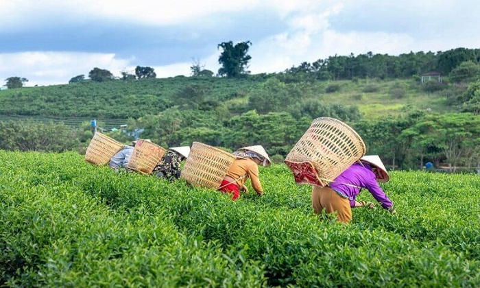 Penghasilan Rp20 Juta Sebulan! Cobain 3 Ide Bisnis di Desa Ini, Dijamin Betah. (Foto : Dok. Istimewa)