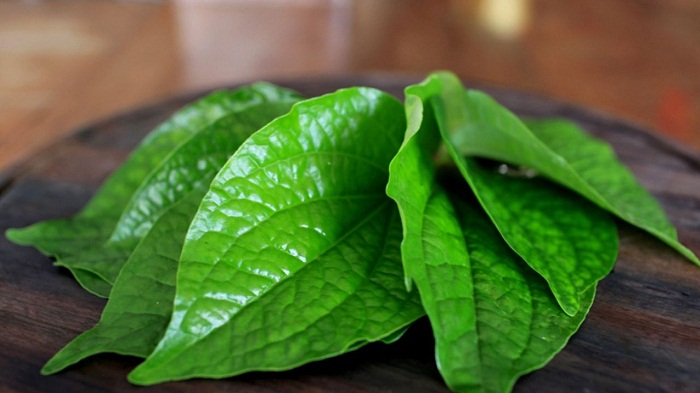 Ajaib! Obat Tradisional, Daun Sirih Ramuan Alami untuk Kesehatan Mata. (Foto : Dok. Istimewa)