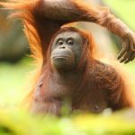 6 Fauna Asli Indoensia Ini Terancam Punah, Mari Kita Lindungi Bersama. (Foto : Dok. Istimewa)