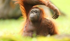 6 Fauna Asli Indoensia Ini Terancam Punah, Mari Kita Lindungi Bersama. (Foto : Dok. Istimewa)