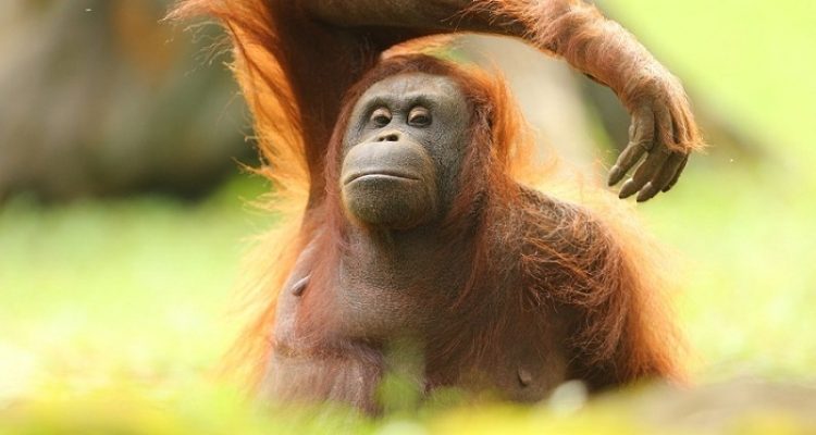 6 Fauna Asli Indoensia Ini Terancam Punah, Mari Kita Lindungi Bersama. (Foto : Dok. Istimewa)