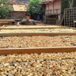3 Ide Bisnis Desa Menguntungkan, Modal Rp30 Ribu, Keuntungan Melambung Rp4 Juta Sehari! (Foto : Dok. Istimewa)